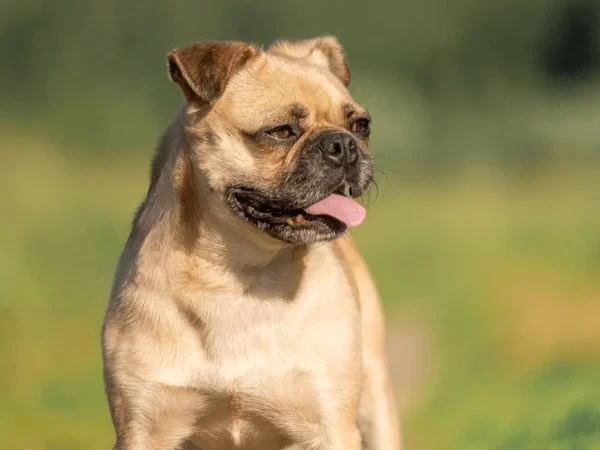 closeup-portrait-beige-dog-against-600nw-2674921535